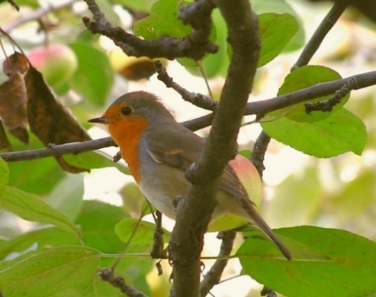 Pettirosso - Erithacus rubecula